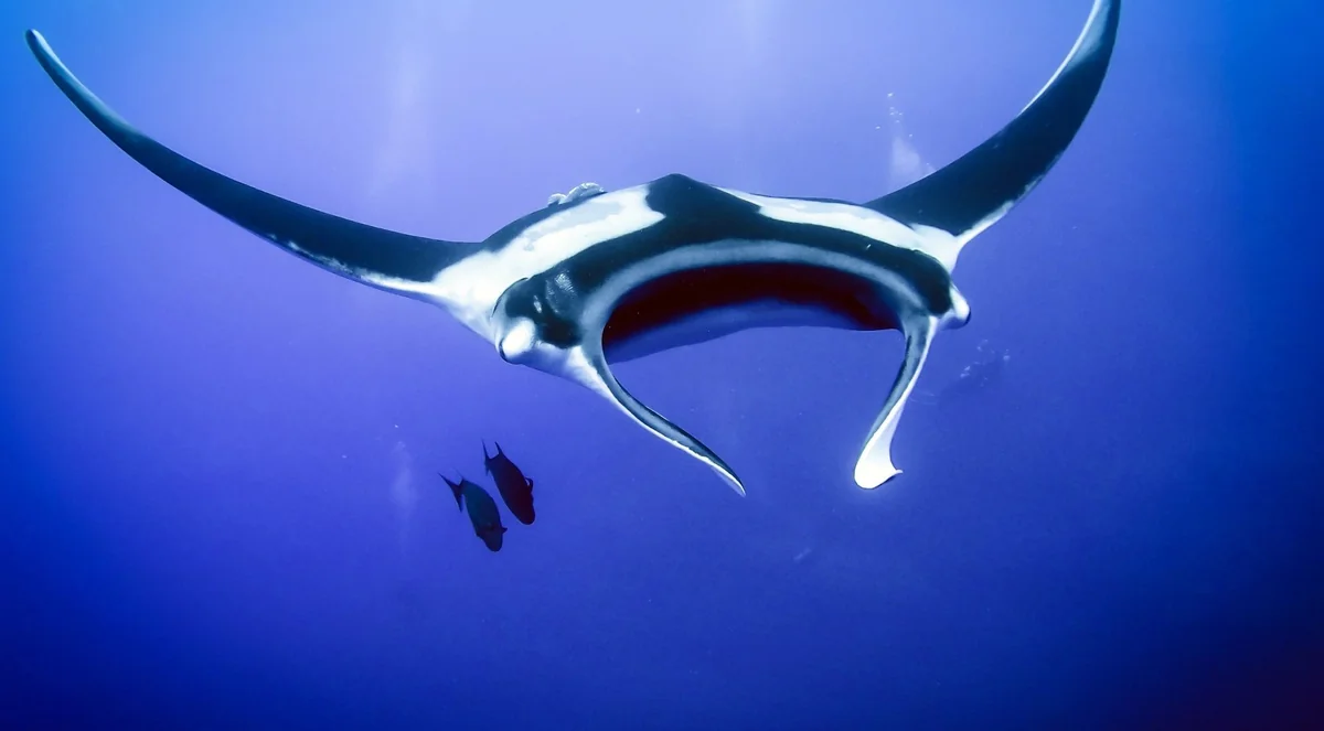 Front view of a manta ray with its mouth open