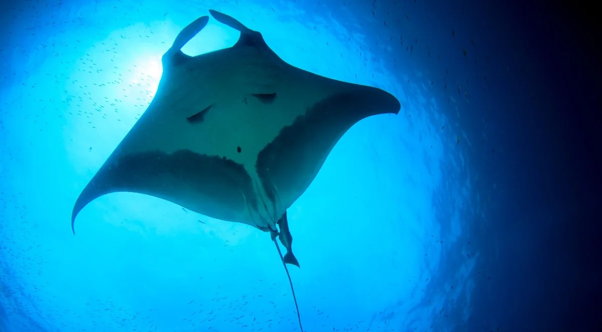 Underside of a manta ray swimming through blue water