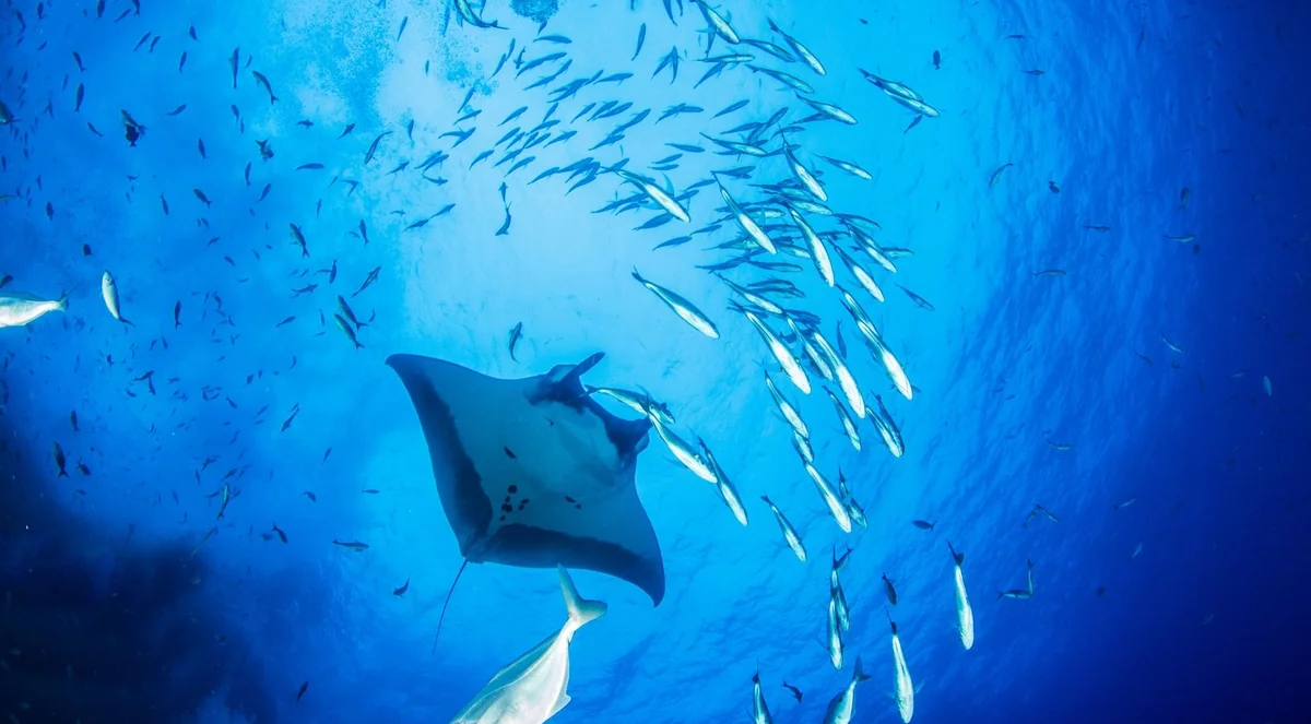 Manta ray swimming among a school of fish