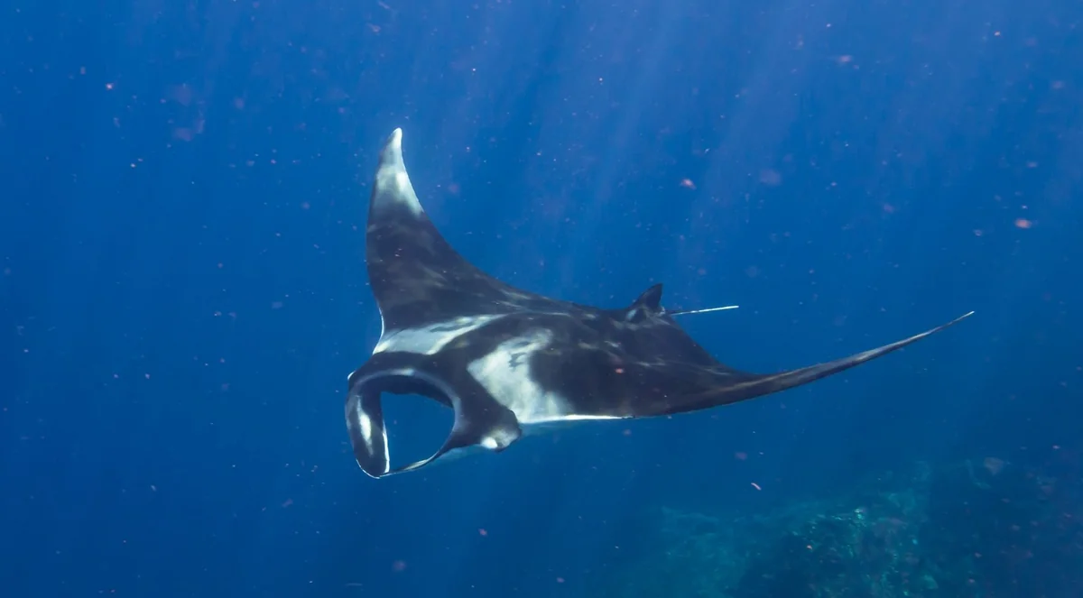 Manta ray swimming through shafts of sunlight