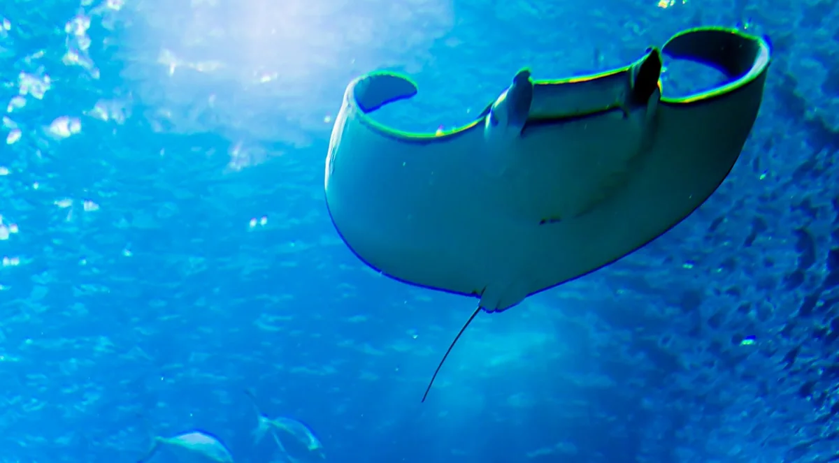 Manta ray viewed from below near the surface