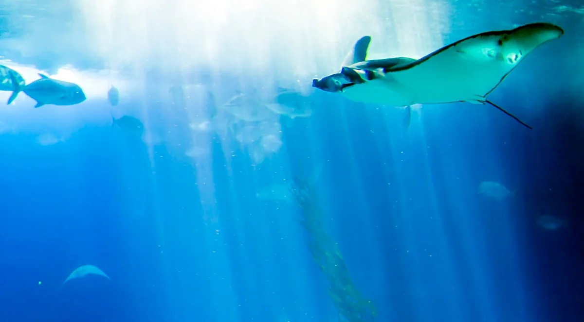Manta ray swimming beneath sunlit water