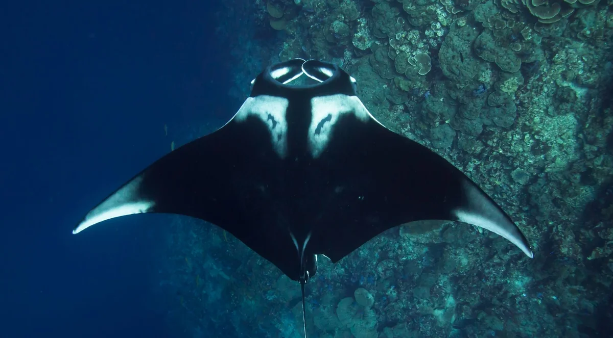 Manta ray viewed from above a rocky seabed