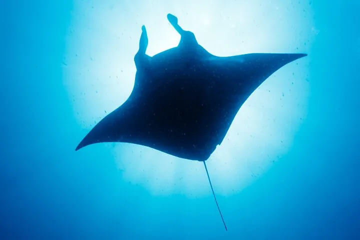 Small-Group Manta Ray Snorkeling in Kona tour option