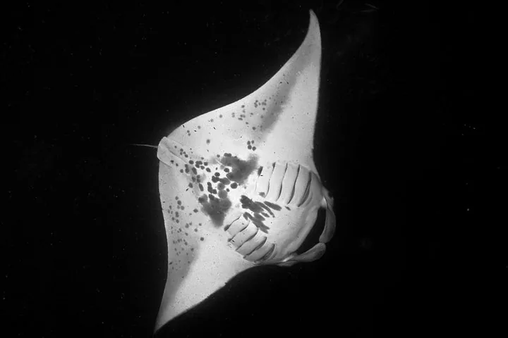 Kona’s Best Manta Ray Night Snorkel Small Group Experience — photo 3