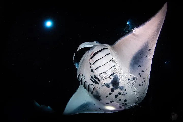 Kona’s Best Manta Ray Night Snorkel Small Group Experience — photo 4