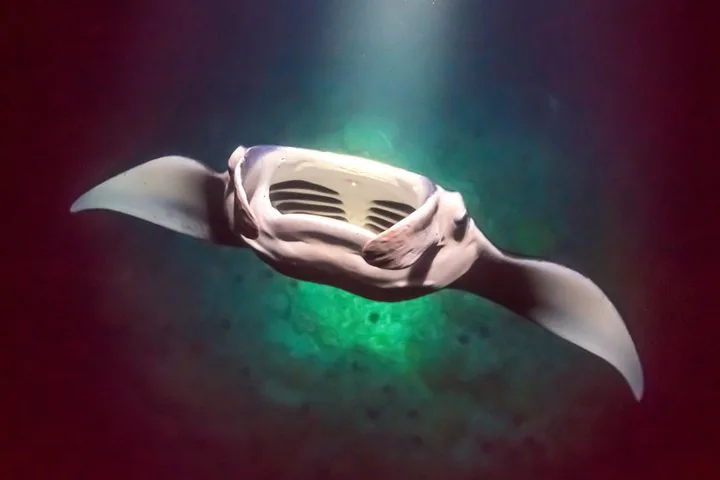 Kona’s Best Manta Ray Night Snorkel Small Group Experience — photo 5