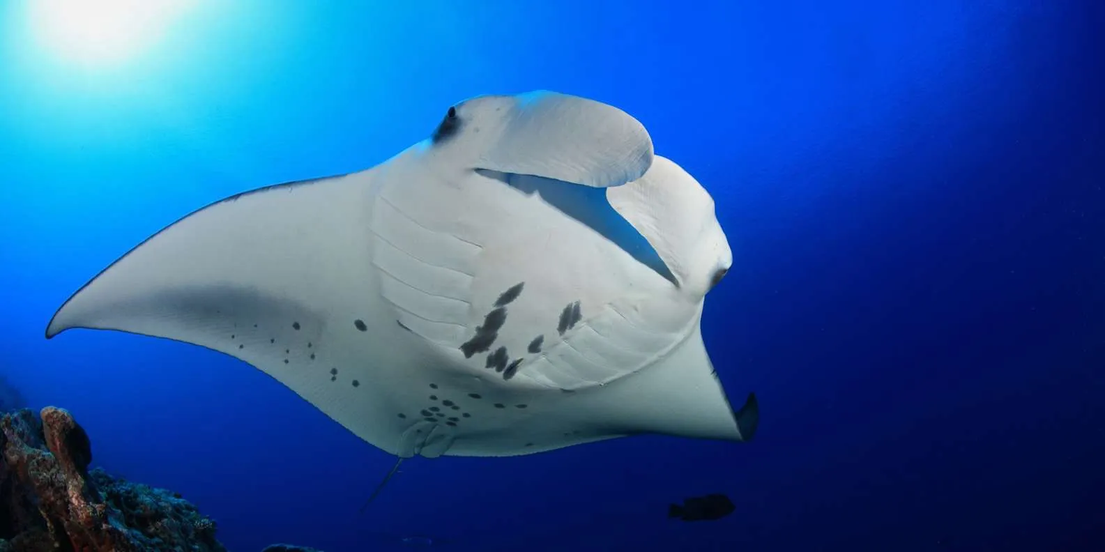 Kona Manta Ray Night Snorkel Keauhou Bay 85-95% Sighting