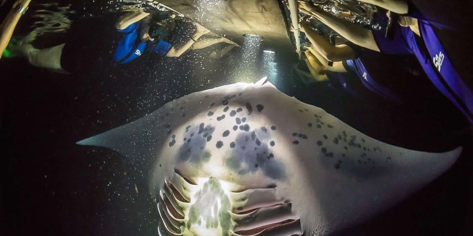 Big Island: Night Swim with Manta Rays and Hot Chocolate