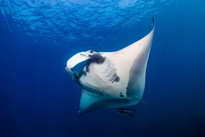 Sunset Cruise & Manta Night Snorkeling Charter — photo 1