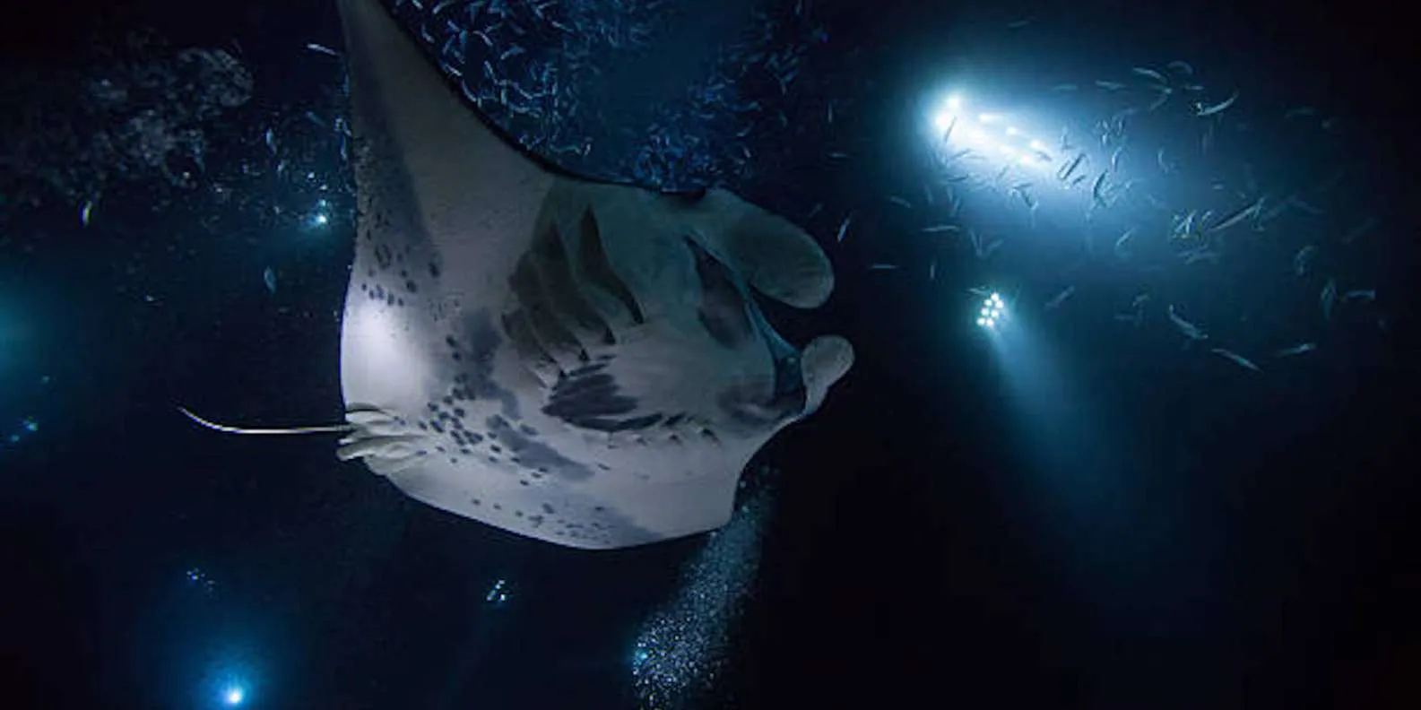 Can You See Kona Manta Rays Without Swimming? tour option
