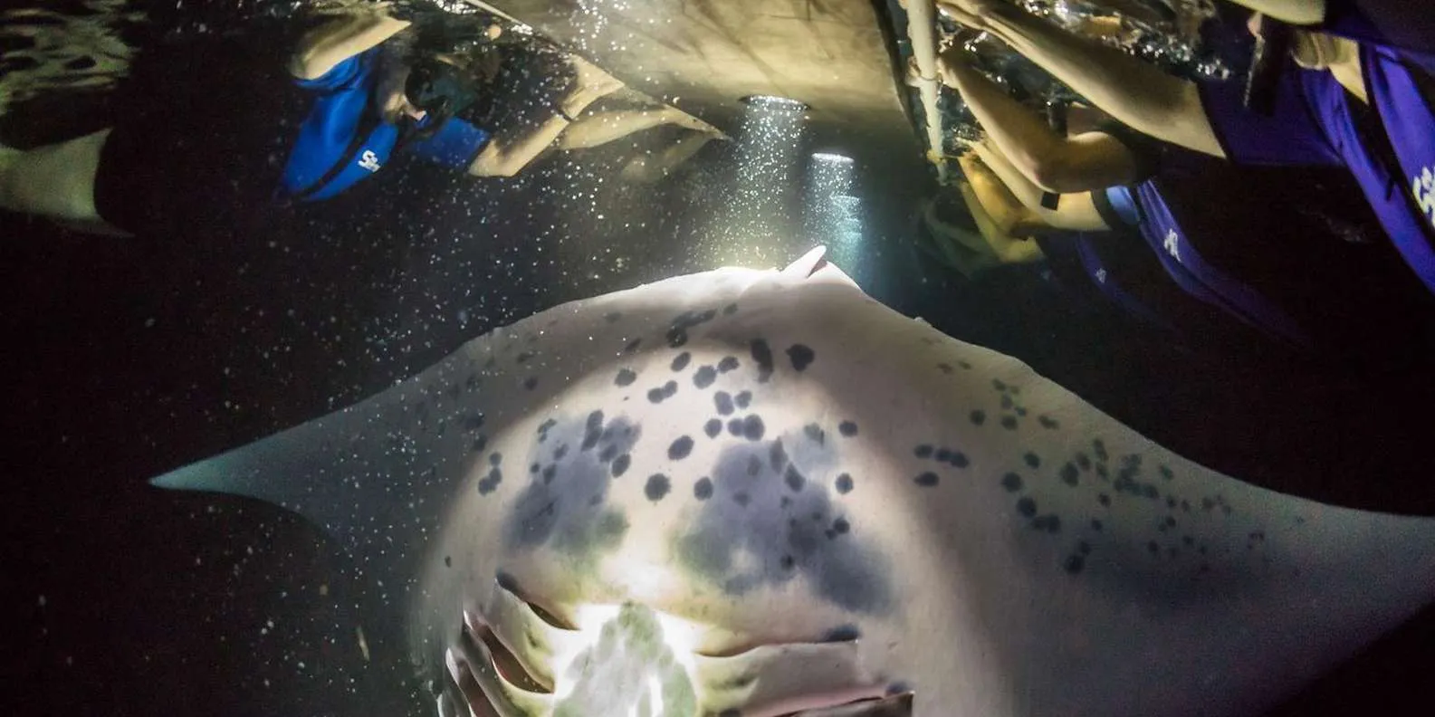 Manta Ray Sighting Guarantees Explained tour option