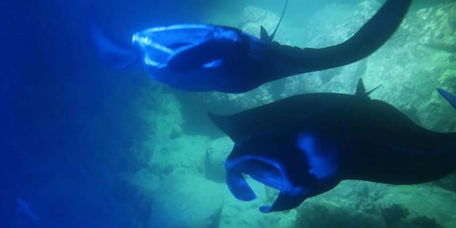 Kona Snorkel Tours / Hawaii Island Ocean Tours tour photograph 2
