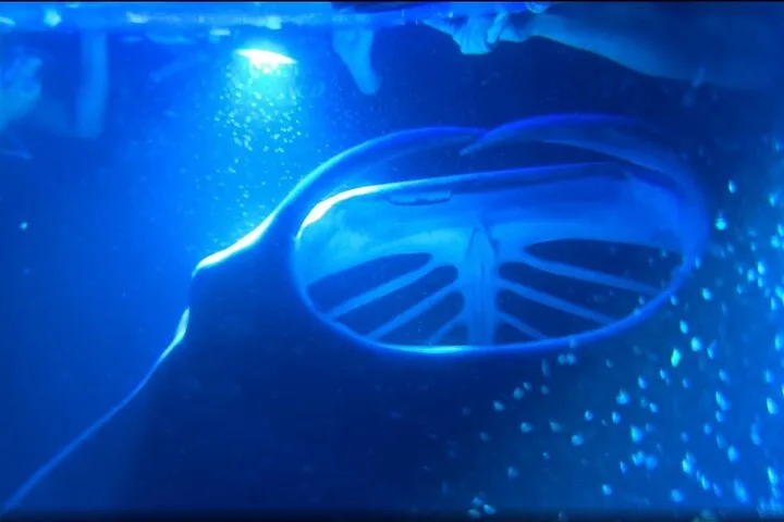 KONA Manta Ray Night Snorkel - FREE re-ride if no Sightings — photo 2