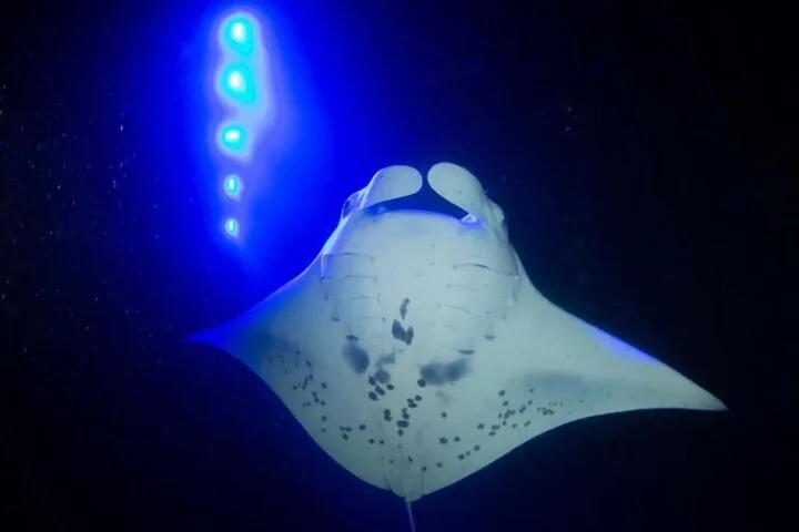 KONA Manta Ray Night Snorkel - FREE re-ride if no Sightings — photo 3