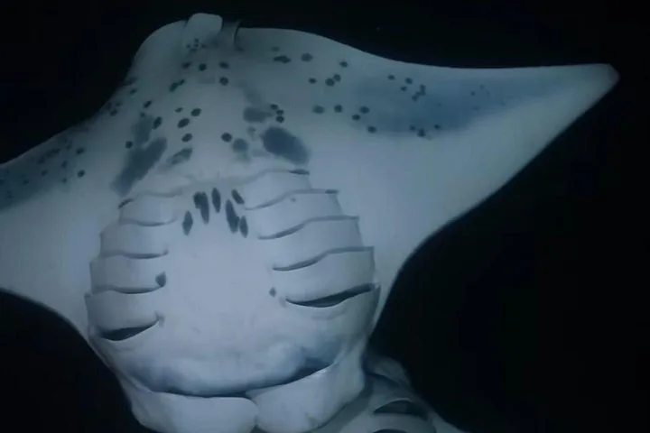 KONA Manta Ray Night Snorkel - FREE re-ride if no Sightings — photo 4
